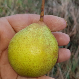 Pear - Hendre Huff - Scion