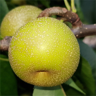 Asian Pear - Tama - Scion