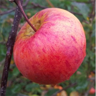 Apple - Rubinola - Scion