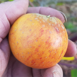Apple - Barnack Orange - Scion