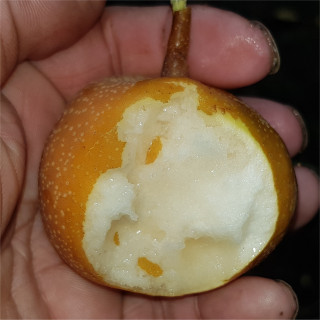 Asian Pear - Raja - Scion