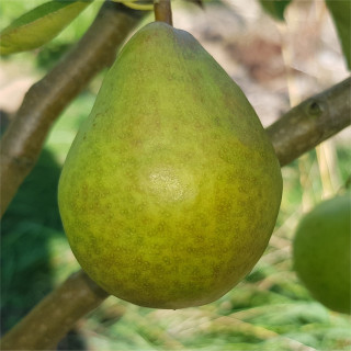 Pear - Alfa