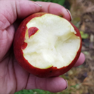 Apple - Rosalisa - Rootstock