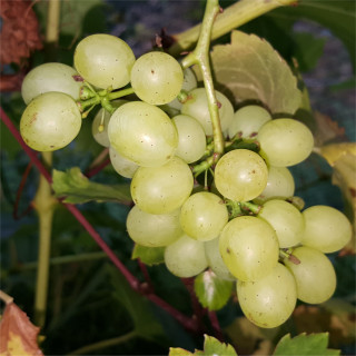 Grape - Orangetraube - Scion